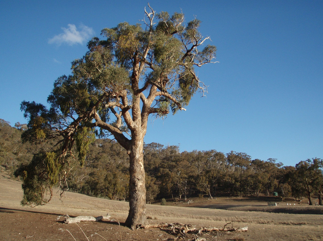 Wimmera Hills Winery-Elmhurst必去景点