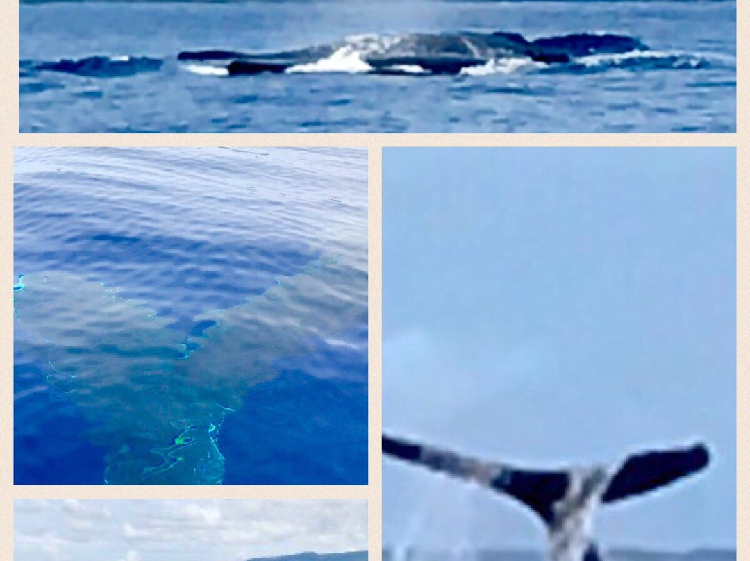 Blue Maui Ocean Adventures-卡纳帕利必去景点
