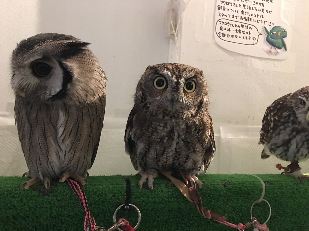 Fukuro no Mise-Tsukishima必去景点