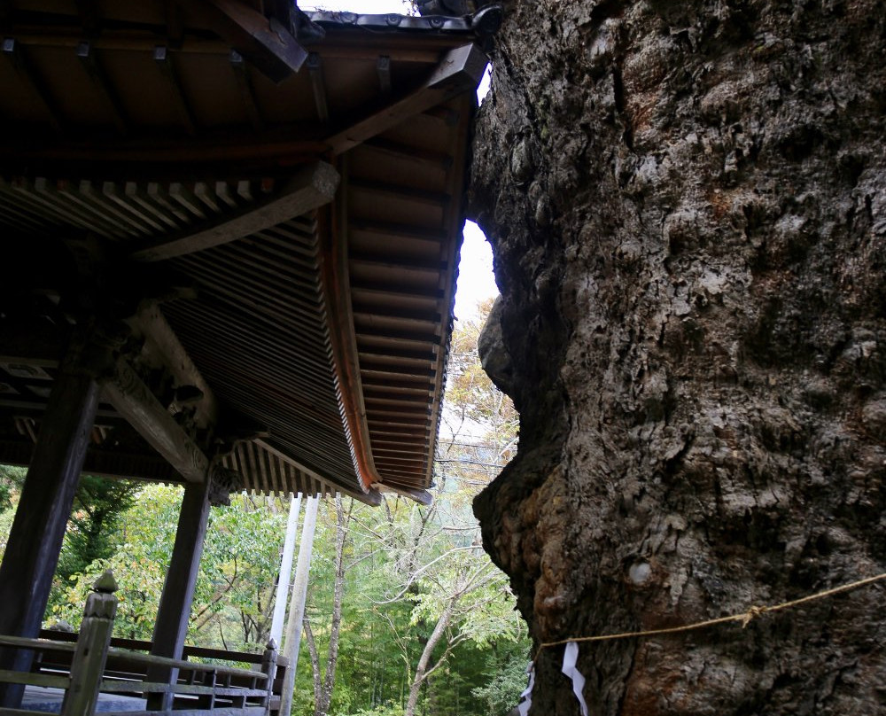 Zelkova Tree of Negoya Shrine-北斗市必去景点