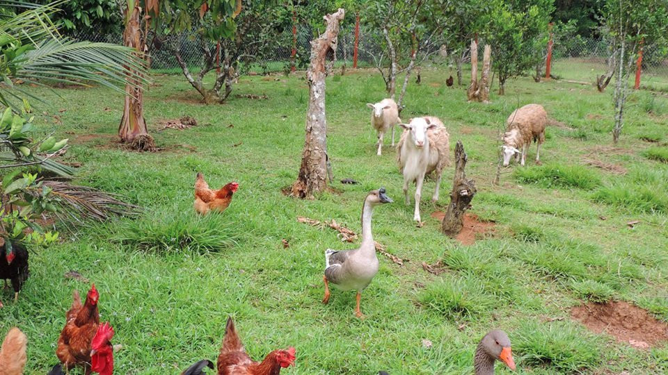 Hacienda Carvajal-Ciales必去景点