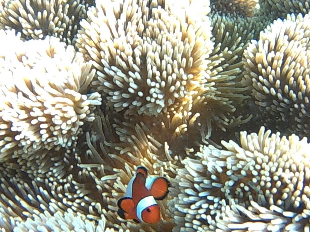Gili Labak Island-Sumenep必去景点