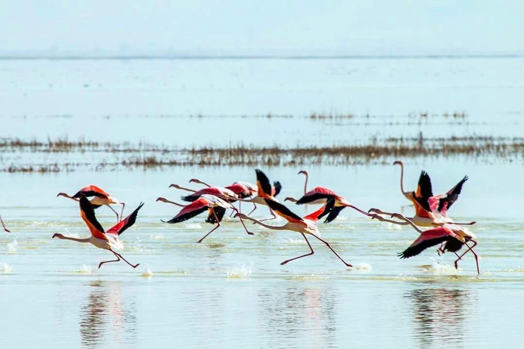 Sultan Sazlığı Bird Sanctuary景点图片