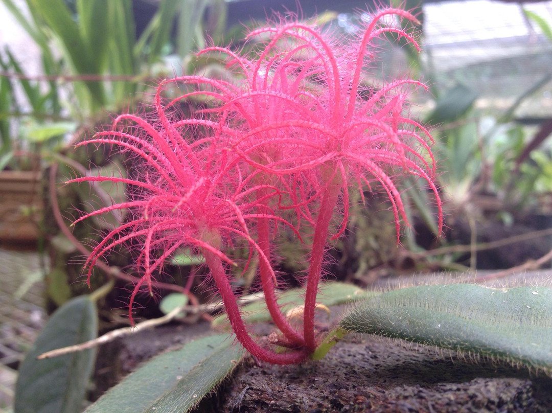 Rancho Esmeralda-明多必去景点