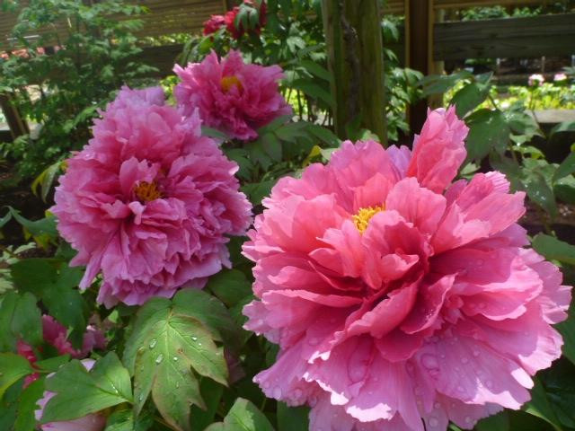 Machida City Minken no Mori Park-町田市必去景点