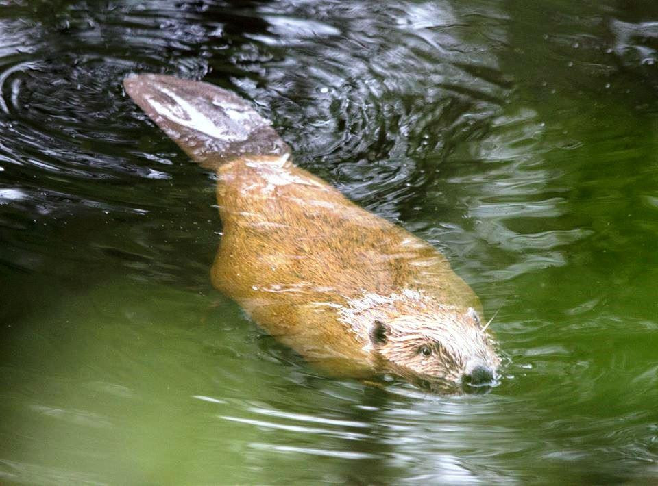 Perthshire Wildlife-Blairgowrie必去景点