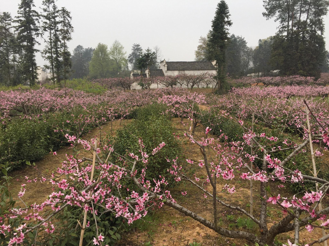 五里村-黟县必去景点