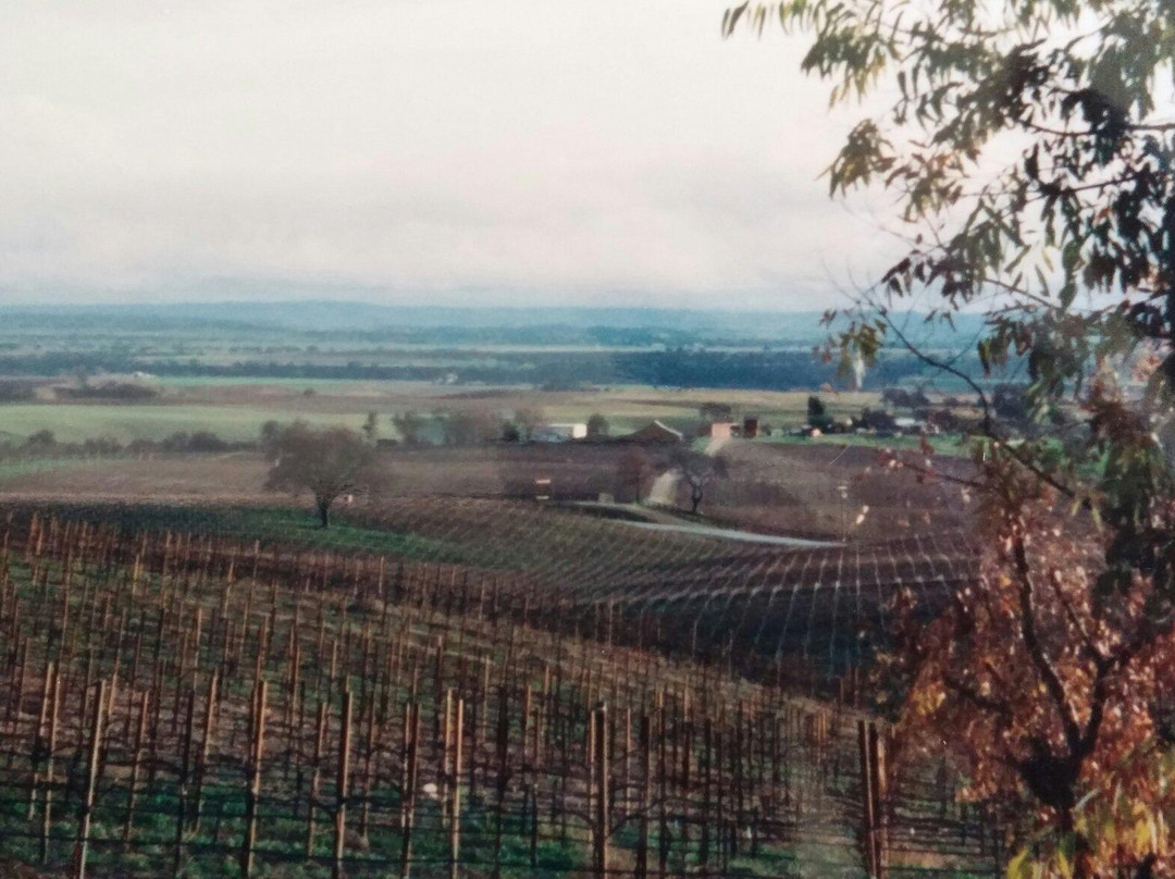 Lions Peak Vineyards-索尔万必去景点