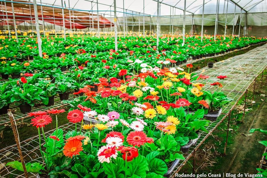 Reijers Produção de Rosas