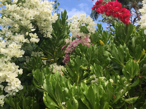 科纳海滨之家主图