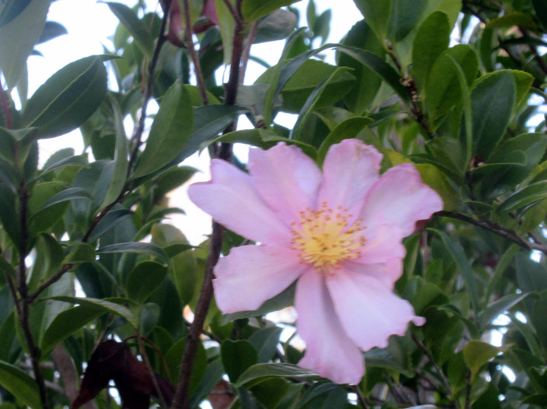 Serra Park-森尼韦尔必去景点