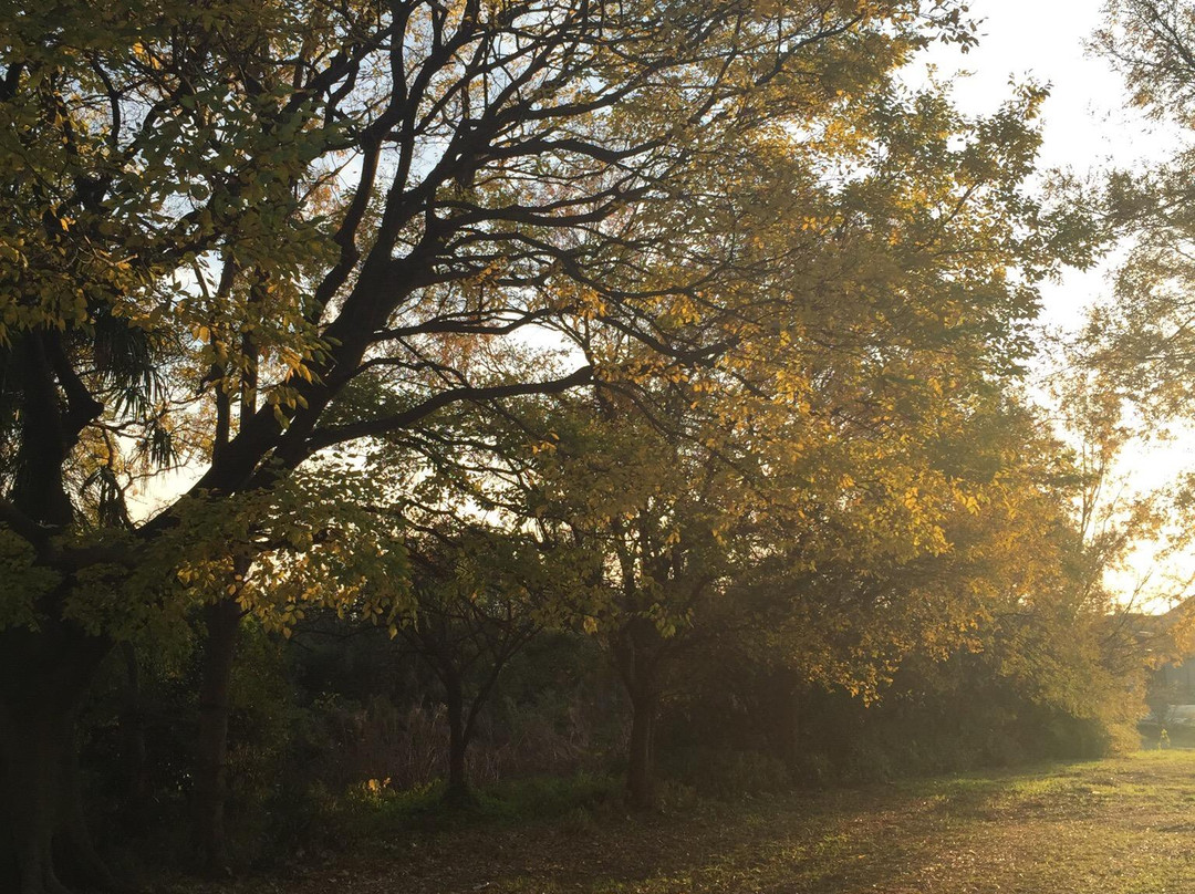 Tsudoshiroyama Ancient Tomb-藤井寺市必去景点
