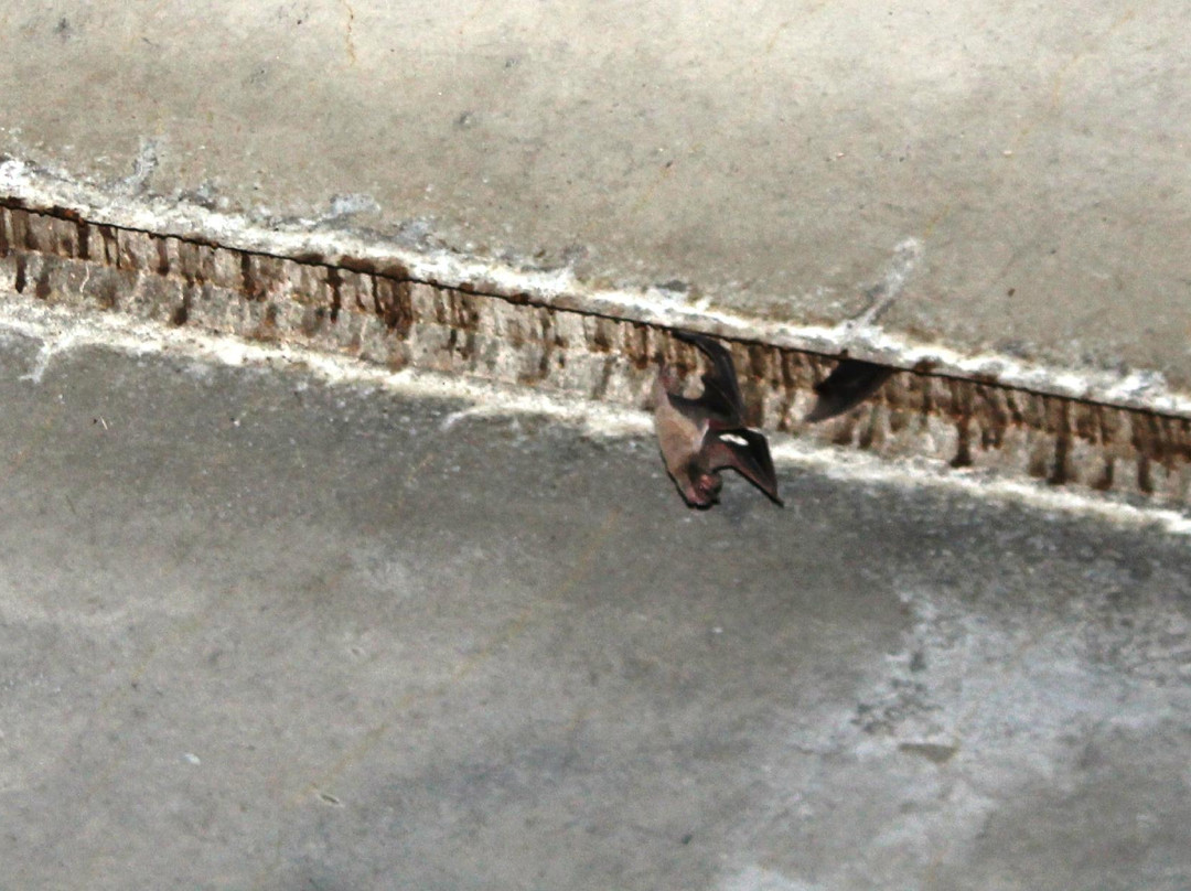 Mccarran Bridge-斯帕克斯必去景点