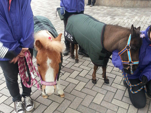 Chukyo Horse Race Track-丰明市必去景点