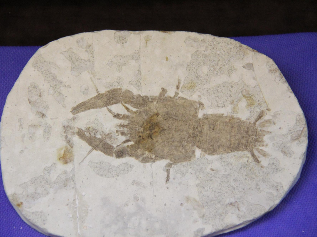 Omoshiro Museum of Insects and Fossils