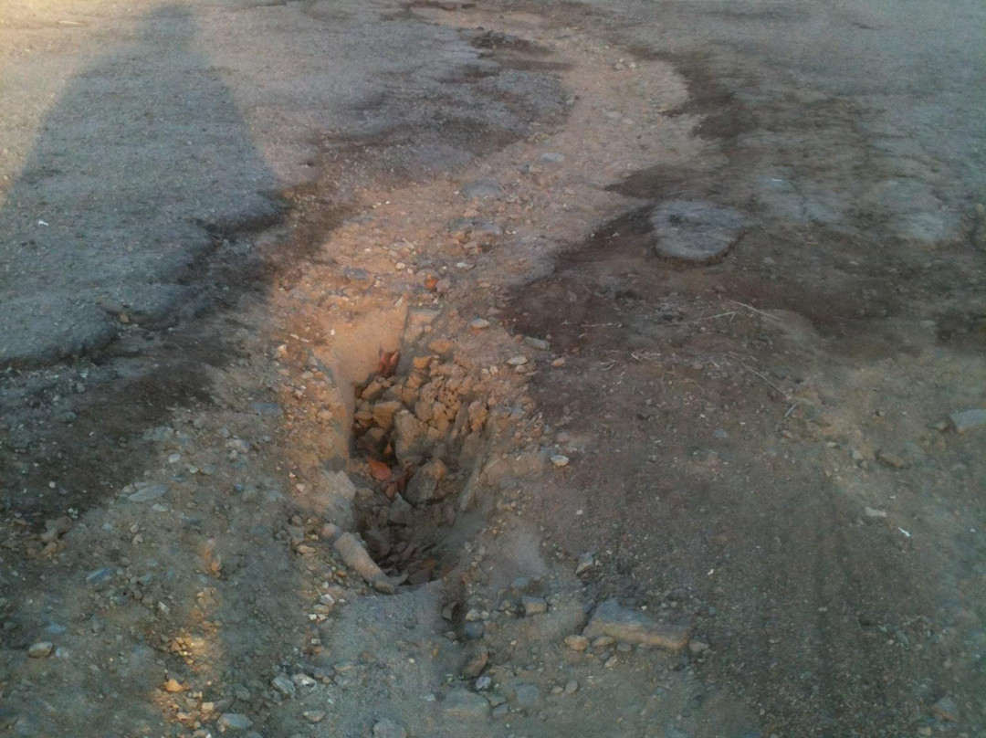 Rosie's Dog Beach-长滩必去景点