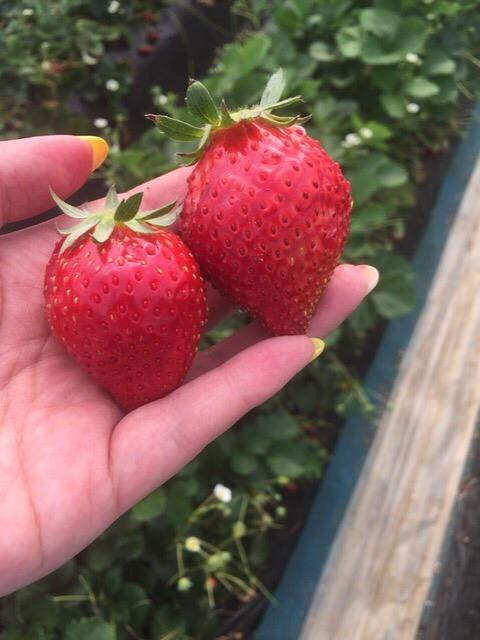 Iwafune Fruits Park-栃木市必去景点