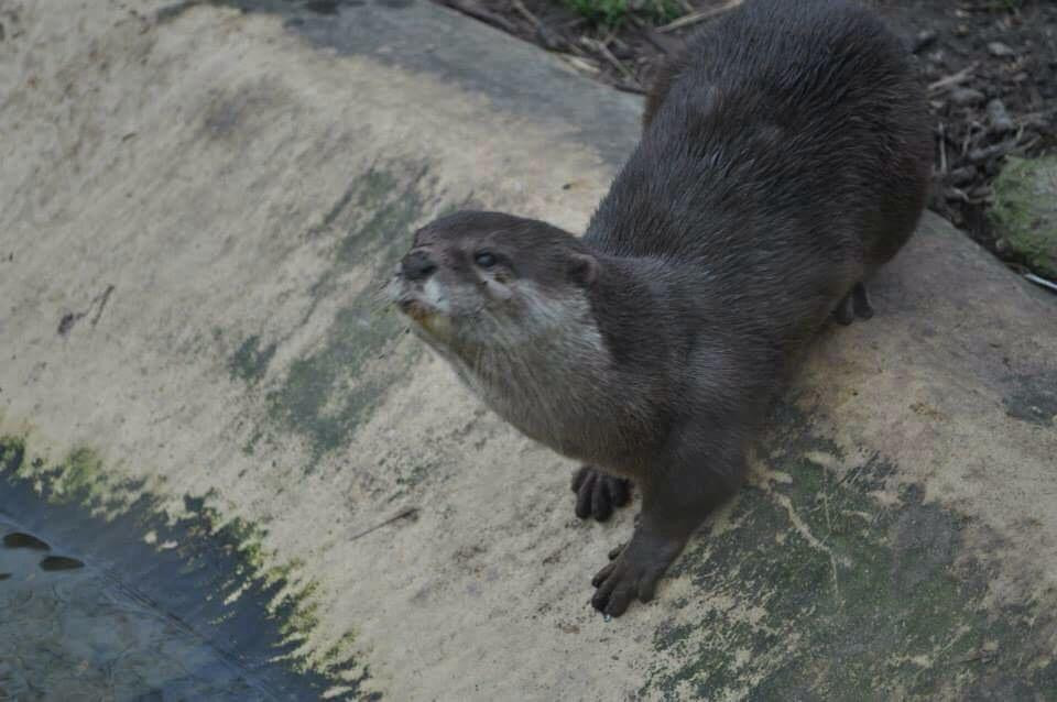 Thrigby Hall Wildlife Gardens景点图片