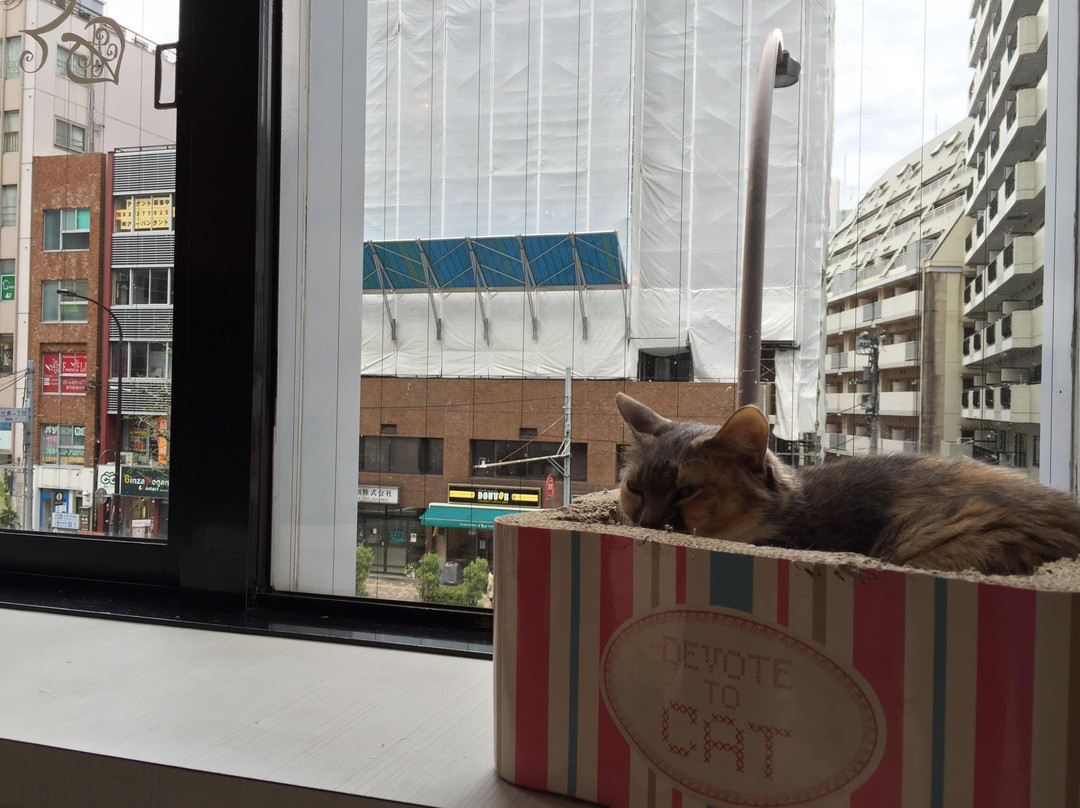 Cat Cafe Nyafe Melange-Ebisu必去景点