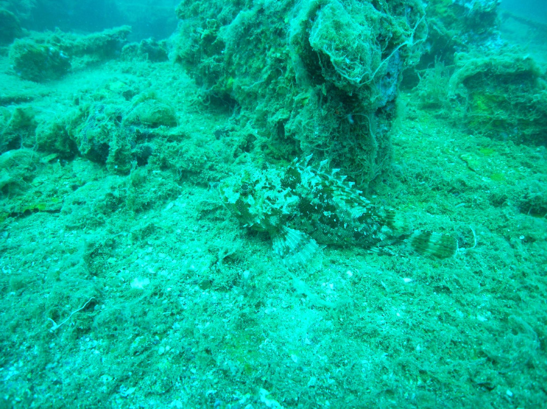 Zeus Faber Diving Center Lanterna-Tar-Vabriga必去景点