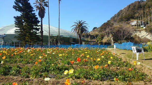 Shirahama Flower Park景点图片