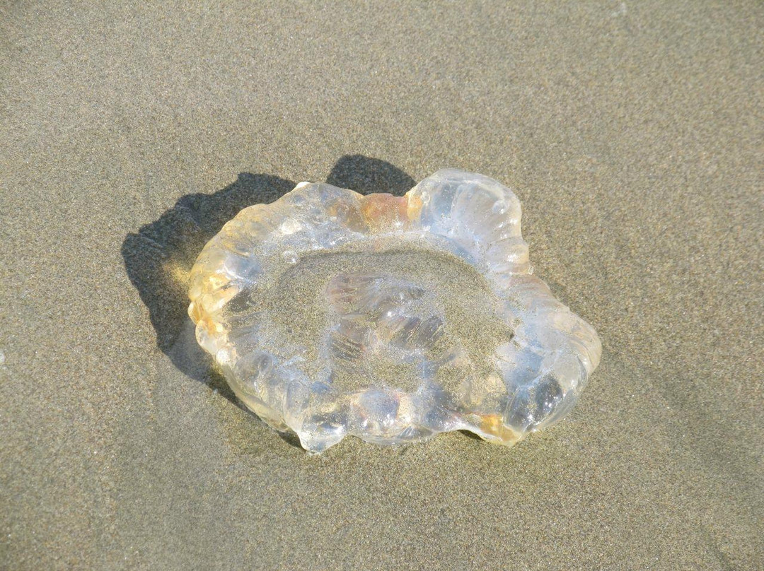 Thornton Beach State Park-戴利城必去景点