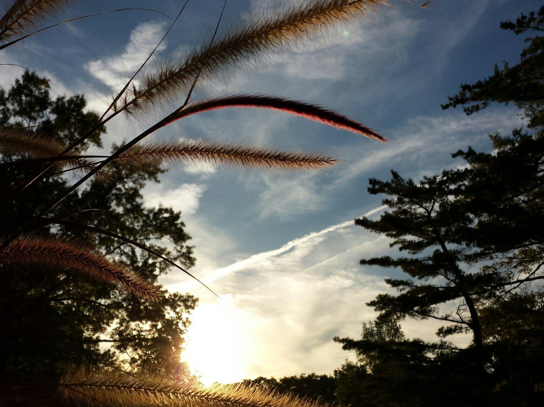 皇后区植物园-法拉盛必去景点