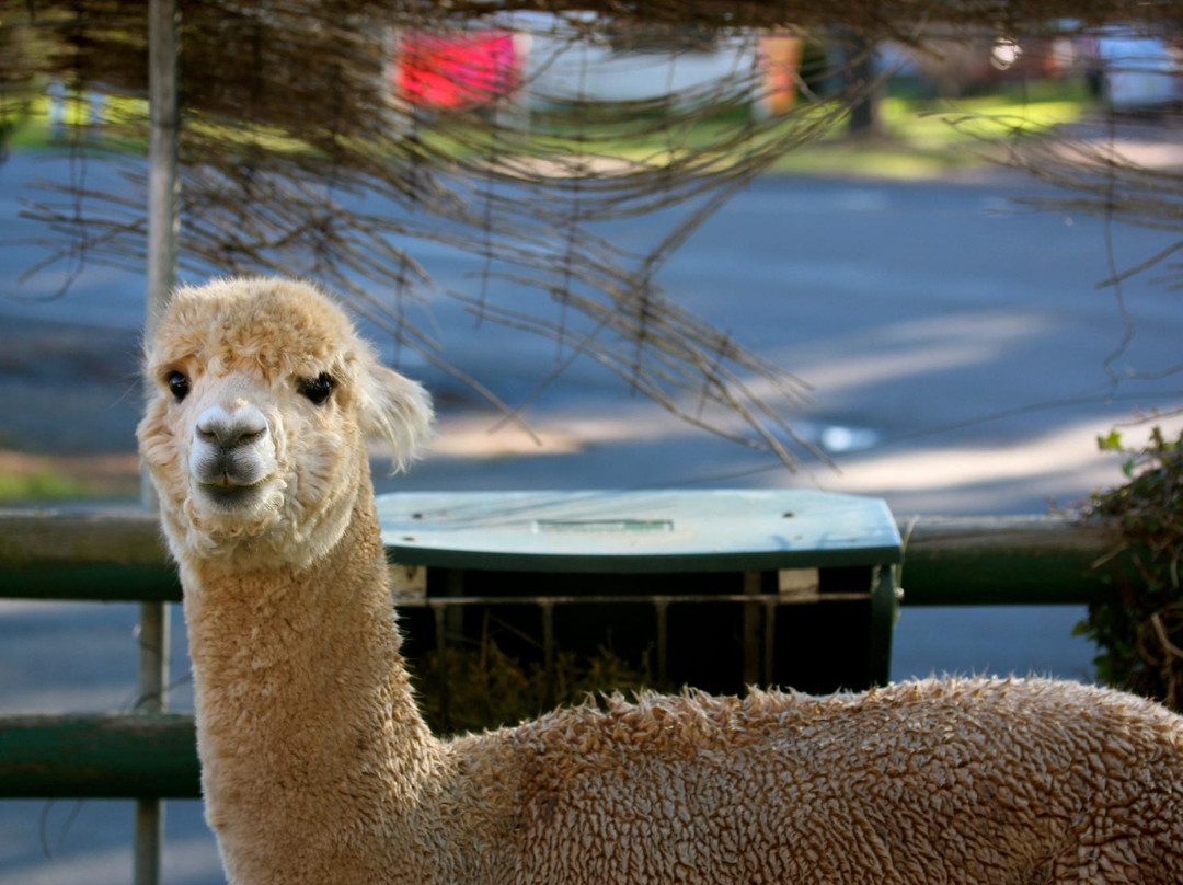 Australian Alpaca Centre-Berrima必去景点