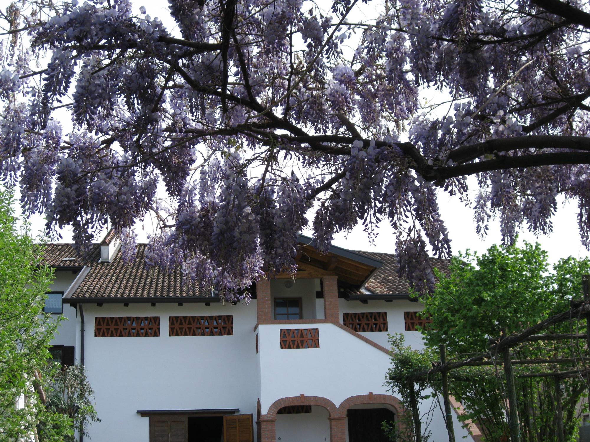 B&B Ai Glicini-客卧