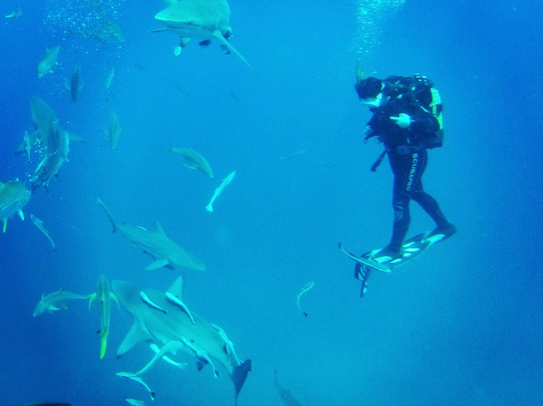 Aliwal Shoal Adventures