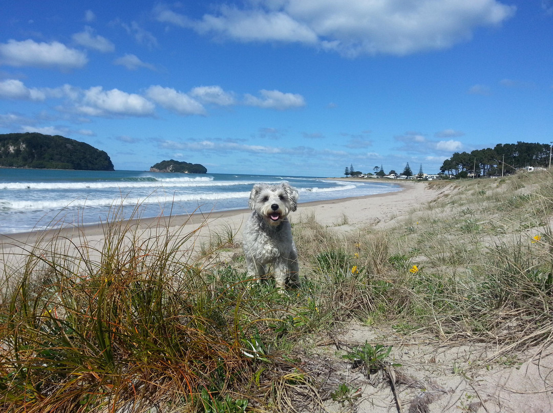 瓦卡马塔酒店住宿-Pipinui Motel