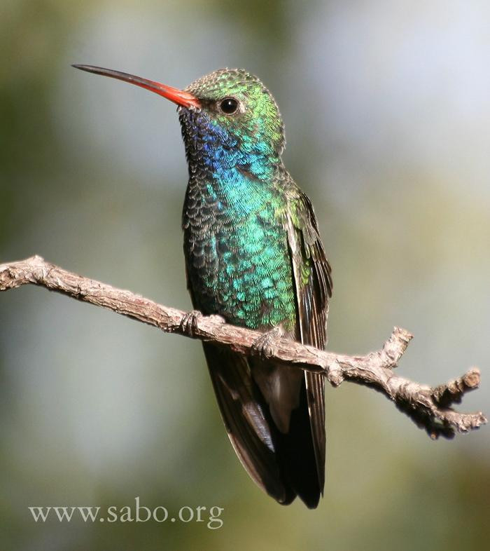 Southeastern Arizona Bird Observatory景点图片