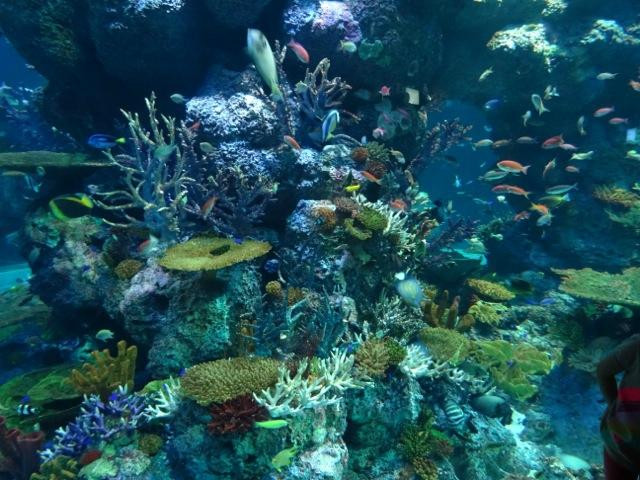 S.E.A.海洋館-圣淘沙岛必去景点