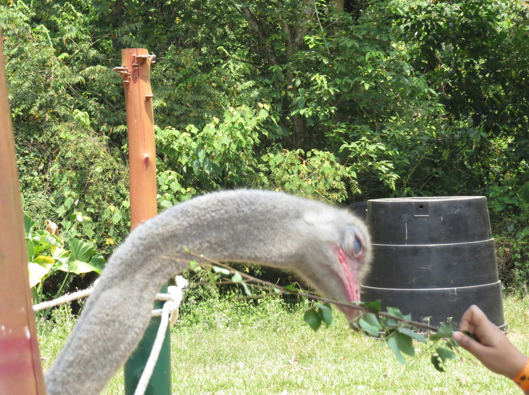 PD Ostrich Show Farm-波德申必去景点