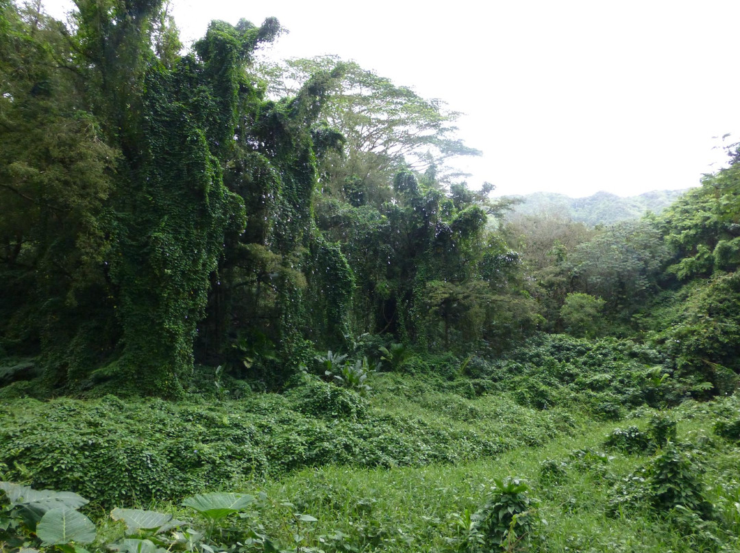 玛诺亚瀑布-火奴鲁鲁必去景点