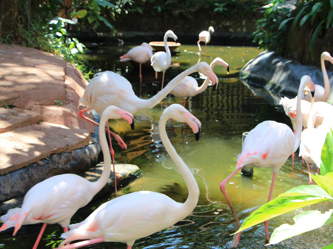 兰卡威野生动物园-兰卡威必去景点