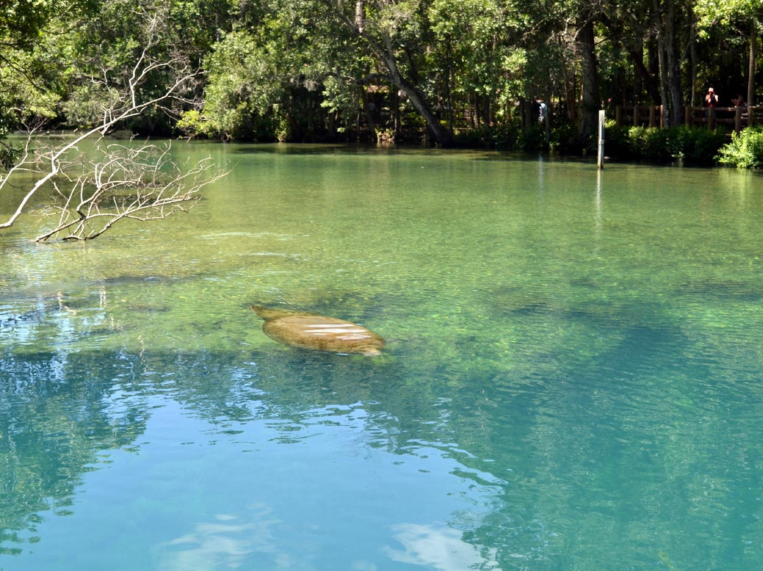 佛罗里达海豚之旅-奥兰多必去景点