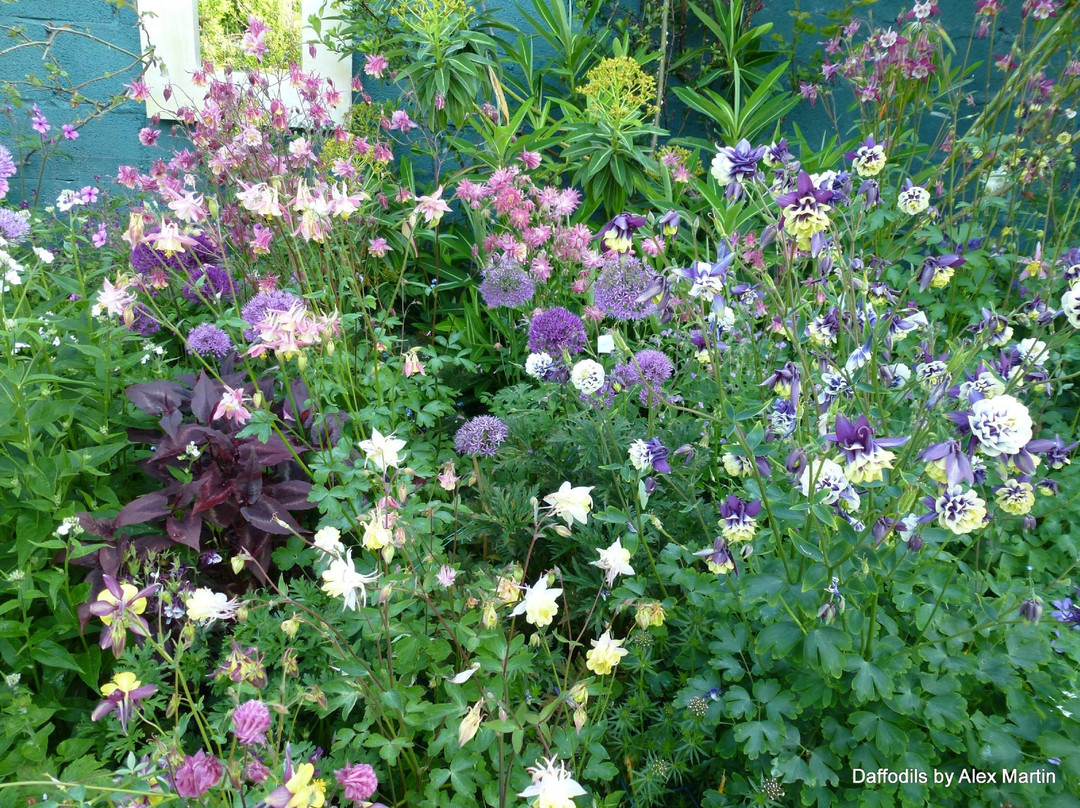 Touchwood Aquilegia Garden景点图片