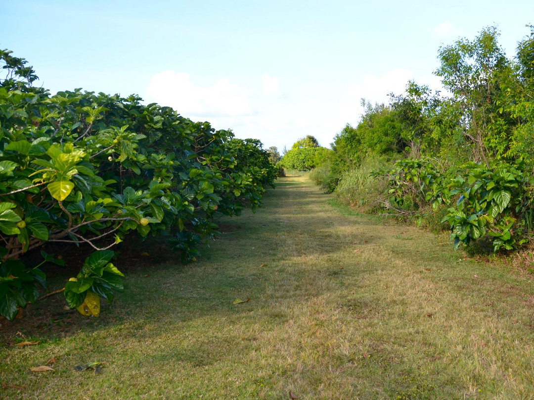 Hawaiian Organic Noni-基拉韦厄必去景点