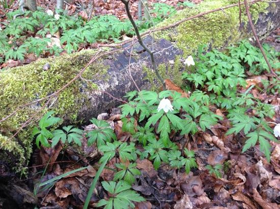 Judy Woods-Wyke必去景点