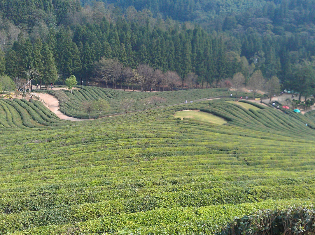 Boseong Green Tea Field Daehan Dawon-宝城郡必去景点