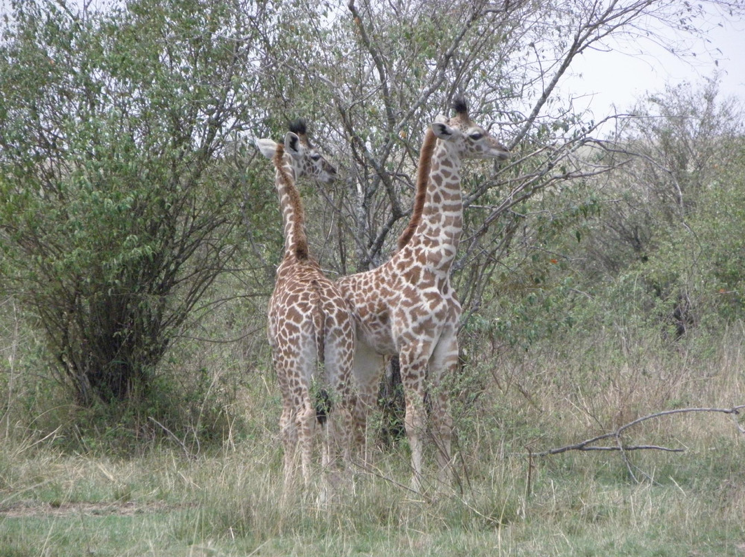 Safari Talk Tours Ltd-蒙巴萨必去景点