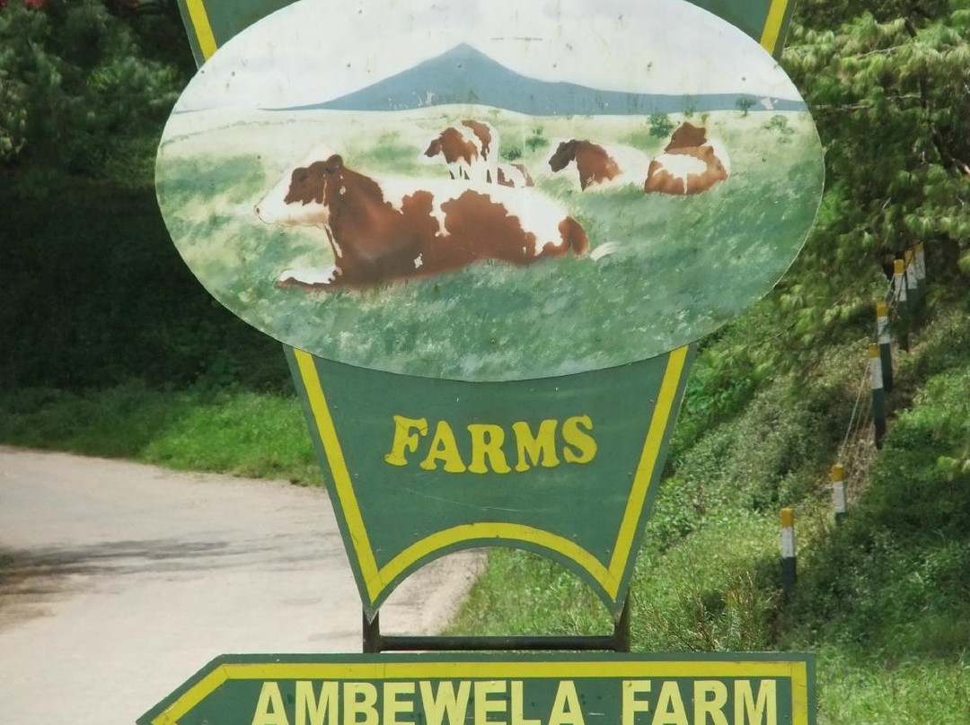 Ambewela Farms-奴娃拉伊利雅必去景点