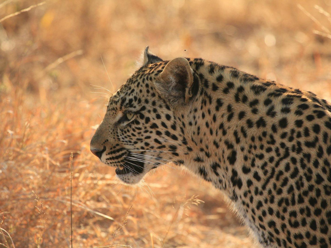 null-Klaserie Private Game Reserve