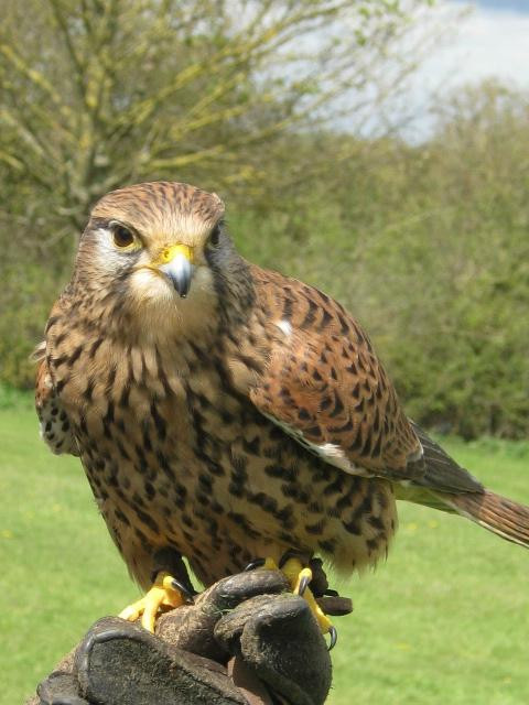 Yarak Bird of Prey-Cullompton必去景点