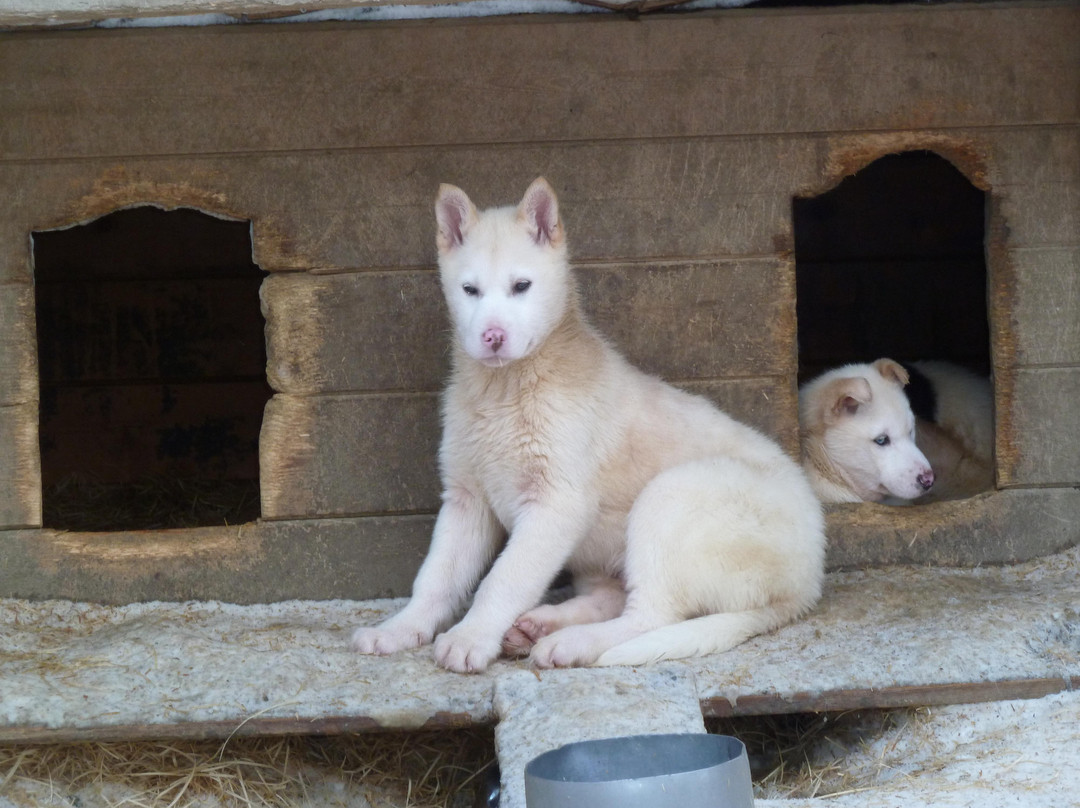Arctic Husky Farm-Pelkosenniemi必去景点