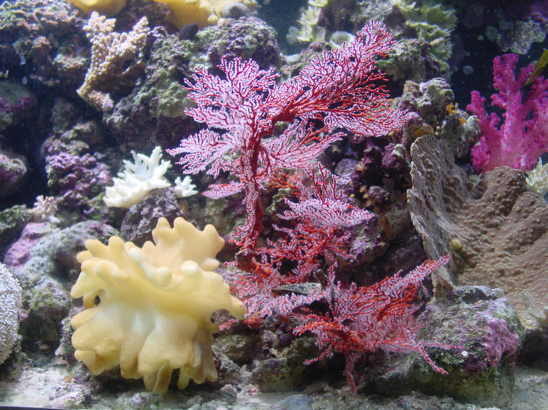 Kula Wild Adventure Park-辛加东卡必去景点