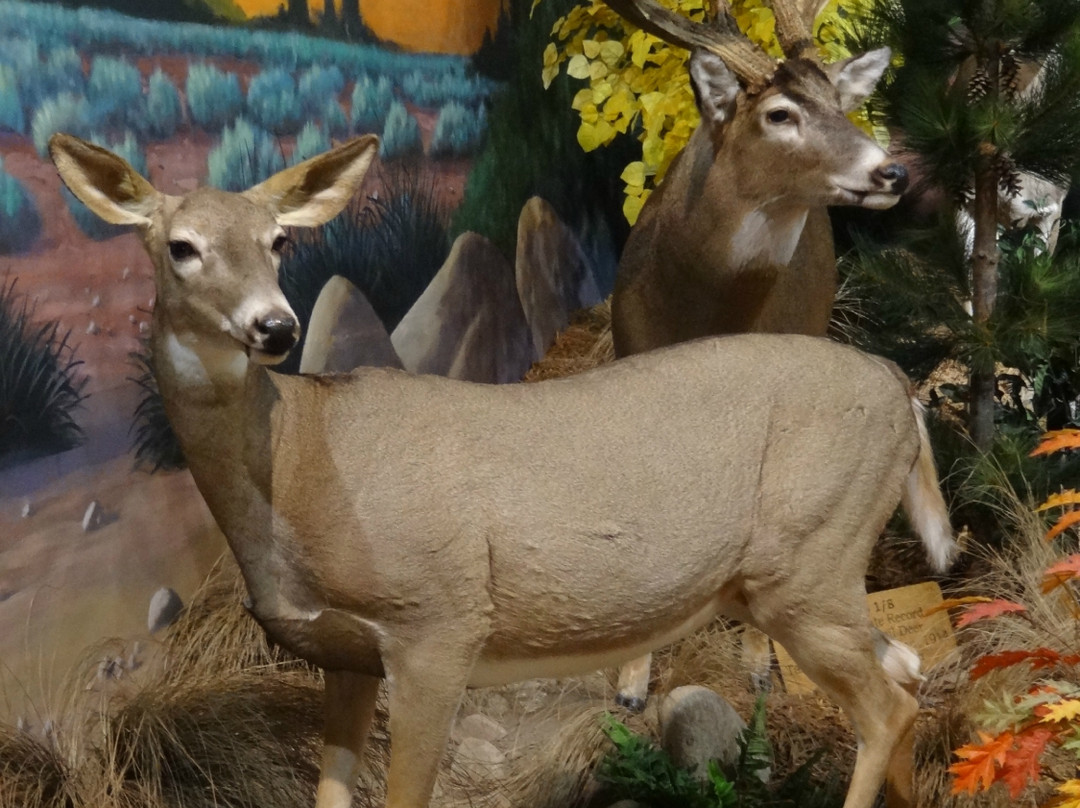 Cabela's-Richfield必去景点