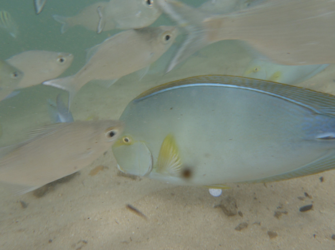 利德盖特州立公园-Wailua必去景点