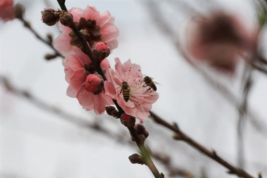 南海南国桃园-佛山市必去景点